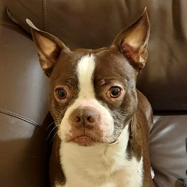 Update - Frodo now adopted – UK Boston Terrier Rescue