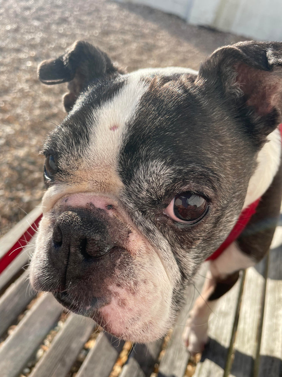 Peter - The joy in adopting an older dog – UK Boston Terrier Rescue